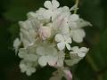 Snowball Tree